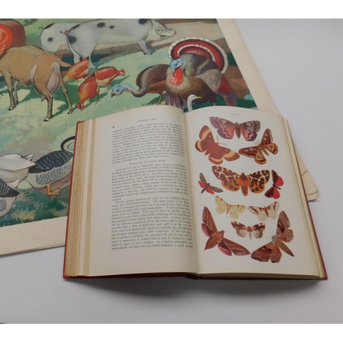 95 - Eleven - vintage school posters & nature book