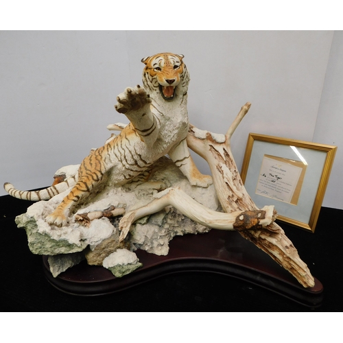 81 - Limited edition - Border Fine Arts/The Tiger - on mahogany base 54/100 - COA approx 20x30