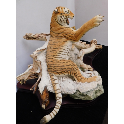 81 - Limited edition - Border Fine Arts/The Tiger - on mahogany base 54/100 - COA approx 20x30