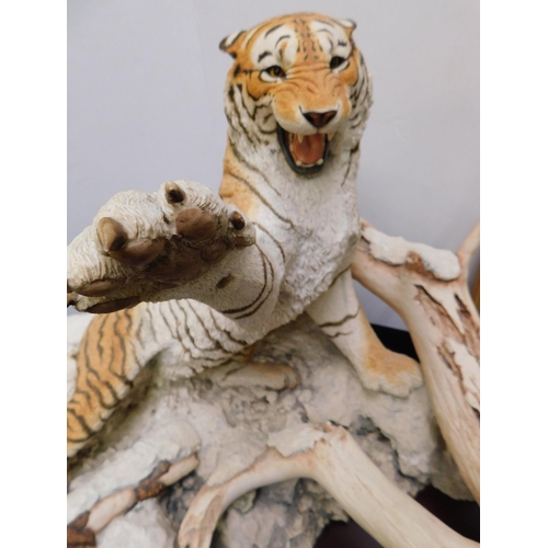 81 - Limited edition - Border Fine Arts/The Tiger - on mahogany base 54/100 - COA approx 20x30