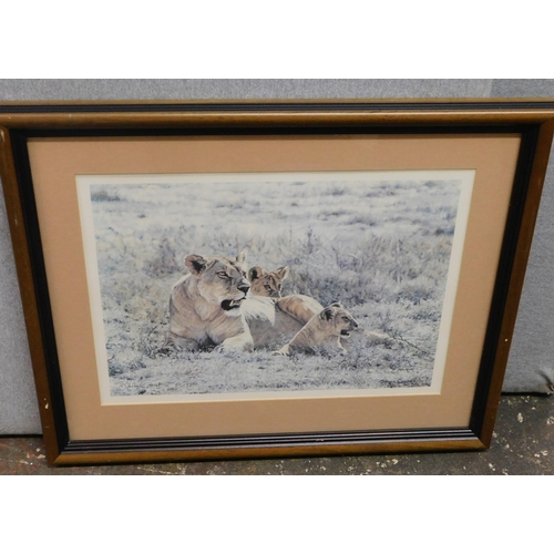 542A - Limited edition framed print - Midday Sun, Lioness and Cubs by Simon Combes