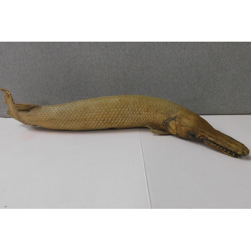 655 - Taxidermy fish possible 'alligator gar'