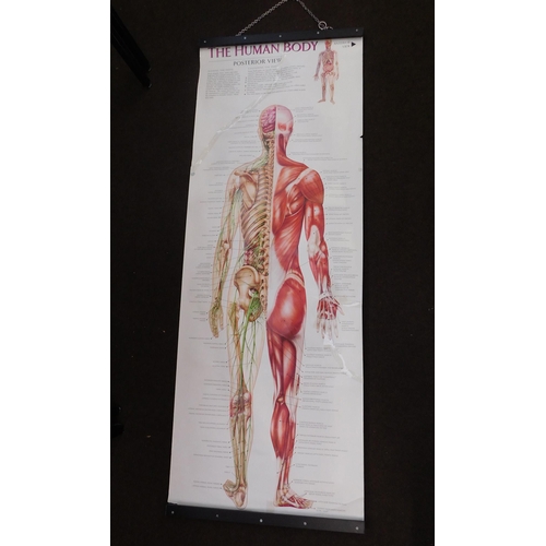 248 - 6ft double sided - medical poster