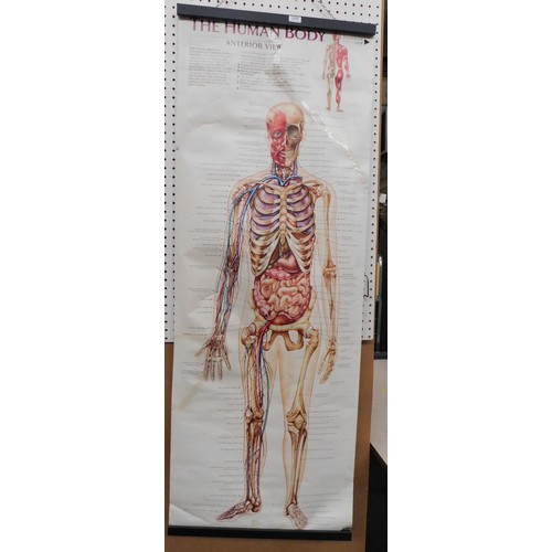 248 - 6ft double sided - medical poster