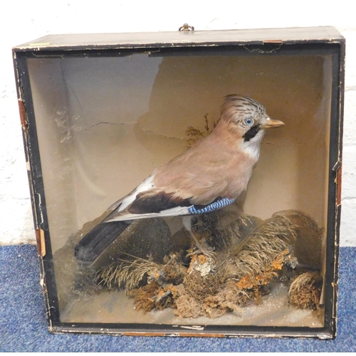 48 - Antique taxidermy - Blue Jay/cased - approx. 14