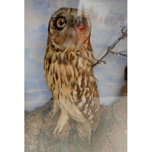 643 - Taxidermy Owl in display case