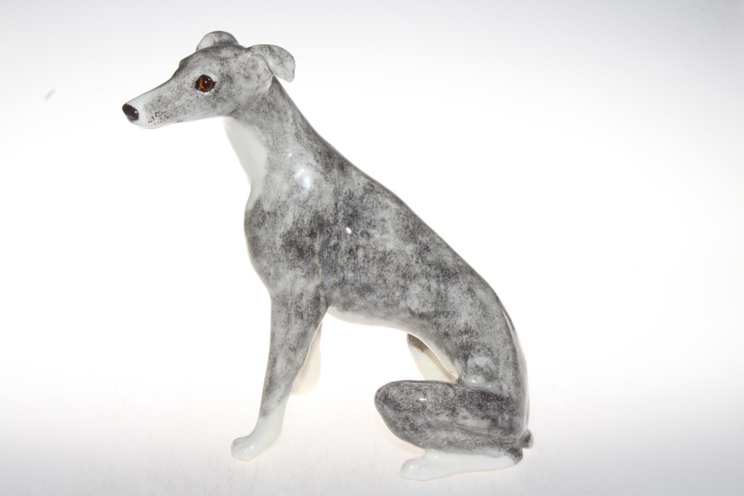 noriSTETSON Whippet ウィペット　タウニー Italian Greyhound vs. Whippet: How to Tell the Difference