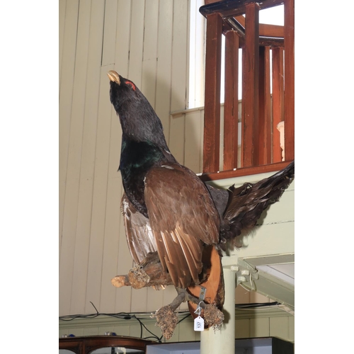 137 - Taxidermy of a Capercaillie.