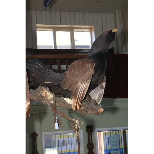 137 - Taxidermy of a Capercaillie.