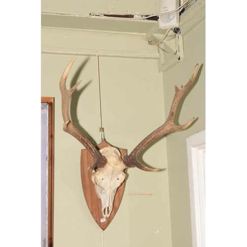 140 - Pair of red deer antlers mounted on shield backs.