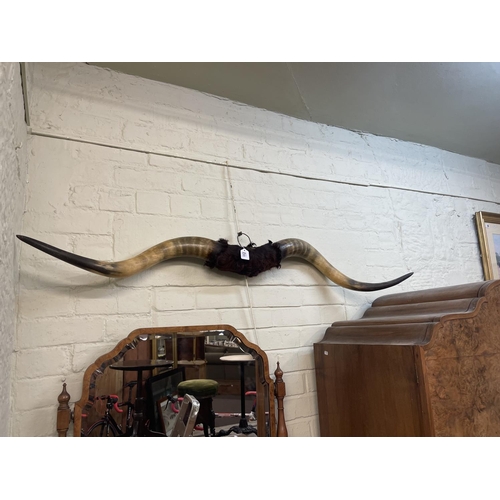 112 - Mounted buffalo horns.