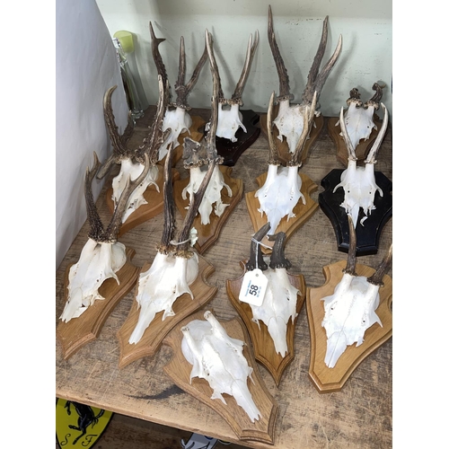 58 - Collection of mounted antlers (13).