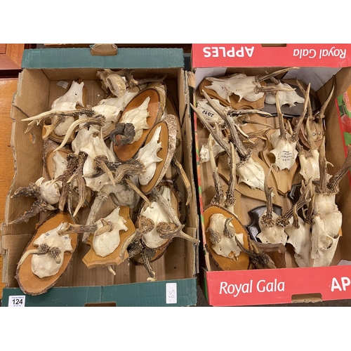 124 - Two boxes of Muntjac antlers, majority mounted.