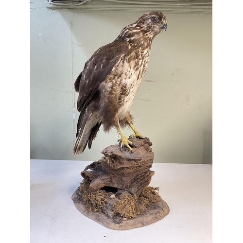 54 - Taxidermy of a Buzzard on branch.