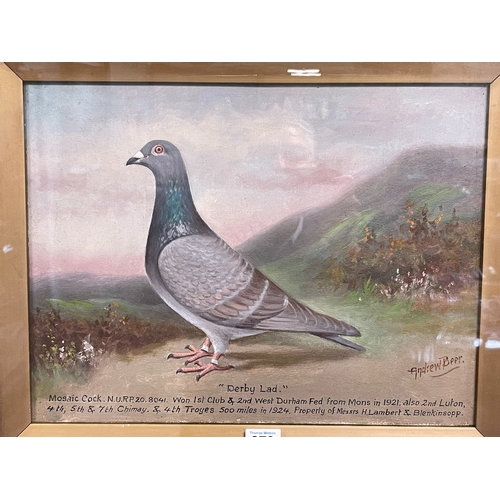 370 - Andrew Beer 1862-1954, Derby lad and Ocean Queen, pair oil paintings of Racing Pigeons, both signed,... 