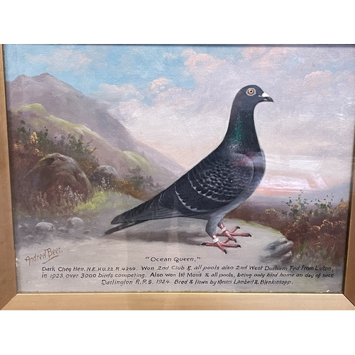 370 - Andrew Beer 1862-1954, Derby lad and Ocean Queen, pair oil paintings of Racing Pigeons, both signed,... 