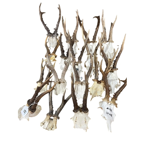 61 - Collection of Muntjac / Roe Deer antlers.