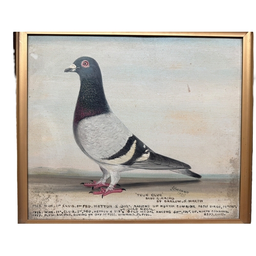 J Browne, 'Old Gits Cock' and 'True Blue', racing pigeon studies, pair ...