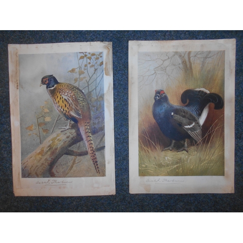 1164 - ARCHIBALD THORBURN: Two bird prints. Signed. Approx. 20 cms x 14 cms. Est. £20 - £30.