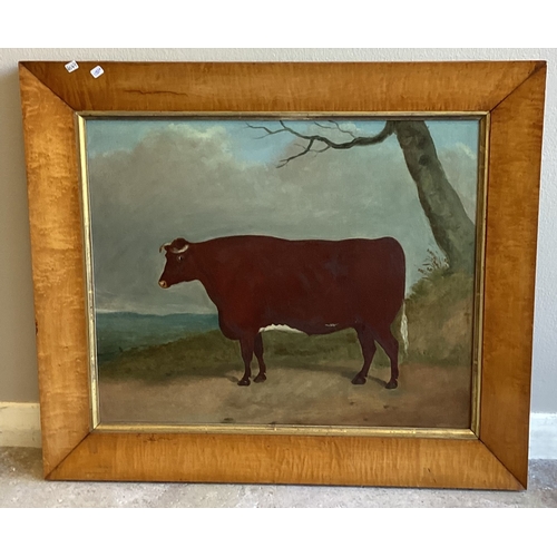 104 - A maple framed oil on board depicting a cow. Apparently unsigned. Approx. 43.5 cms x 36 cms (ss). PR... 