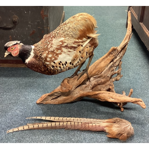 447 - A taxidermy figure of a pheasant. Est. £30 - £50.