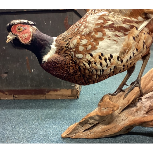 447 - A taxidermy figure of a pheasant. Est. £30 - £50.