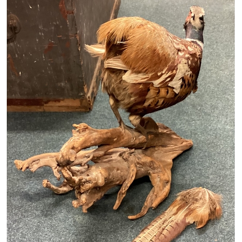 447 - A taxidermy figure of a pheasant. Est. £30 - £50.