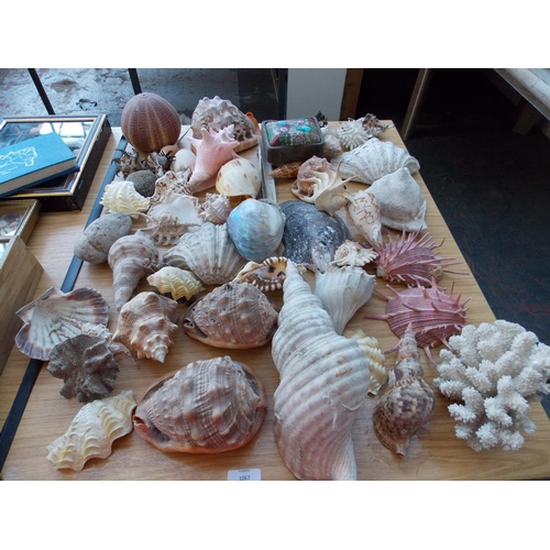 1067 - A LARGE COLLECTION OF OVER 50 DECORATIVE SEA SHELLS AND CORAL SPECIMENS