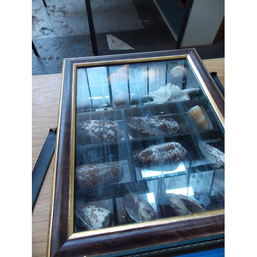 1068 - THREE GLAZED DISPLAY CASES CONTAINING A COLLECTION OF VARIOUS SHELLS TOGETHER WITH BOXED COLLECTION ... 