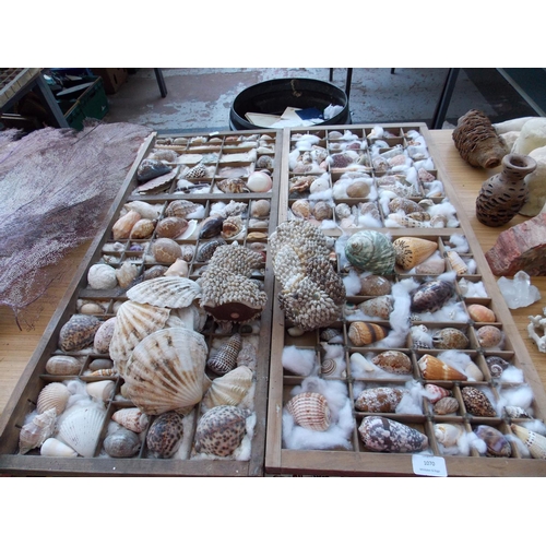 1070 - TWO PRINTERS TRAYS AND ONE BEECH DISPLAY CASE CONTAINING A LARGE COLLECTION OF VARIOUS SEA SHELLS