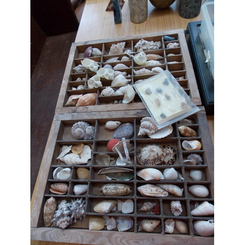 1072 - FOUR DISPLAY CASES AND ONE BOX CONTAINING A LARGE COLLECTION OF SEA SHELLS, FOSSILS AND PRECIOUS STO... 