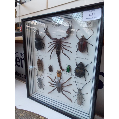 1121 - A WOODEN CASED SPECIMEN CABINET CONTAINING MALAYSIAN INSECTS TO INCLUDE: SCORPION, RHINOCEROS BEETLE... 