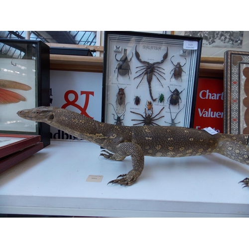 1122 - A VINTAGE TAXIDERMY NILE MONITOR