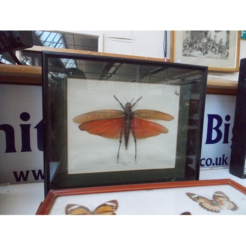 1123 - THREE ITEMS - A WOODEN CASED TAXIDERMY SPECIMEN OF A FRAMED TROPIDAINS DUX MOTH FOUND IN PERU AND TW... 