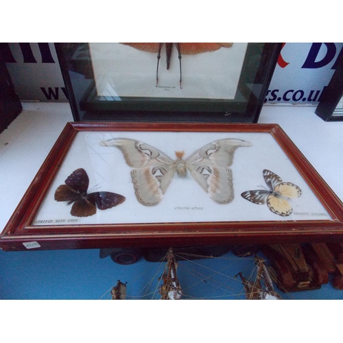 1123 - THREE ITEMS - A WOODEN CASED TAXIDERMY SPECIMEN OF A FRAMED TROPIDAINS DUX MOTH FOUND IN PERU AND TW... 