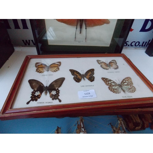 1123 - THREE ITEMS - A WOODEN CASED TAXIDERMY SPECIMEN OF A FRAMED TROPIDAINS DUX MOTH FOUND IN PERU AND TW... 