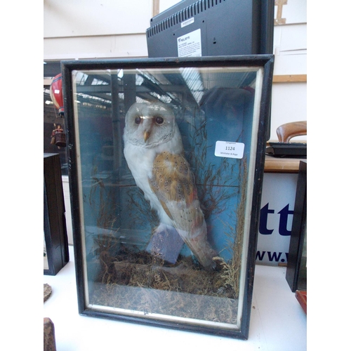 1124 - A GOOD QUALITY VICTORIAN CASED TAXIDERMY BARN OWL SITTING ON BRANCH WITH FOLIAGE BACKGROUND