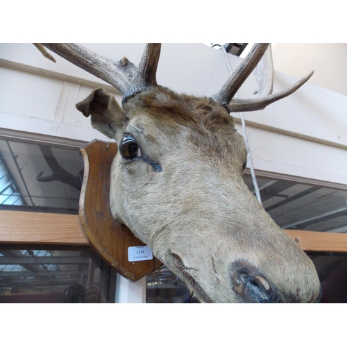 1156 - A TAXIDERMY DEER'S HEAD ON CARVED OAK SHIELD BACK