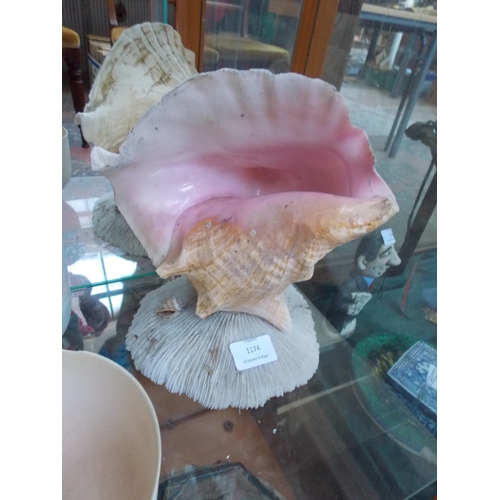 1174 - A LARGE SEA SHELL ON CORAL BASE