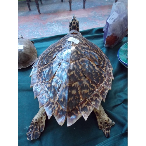 1187 - A LARGE HAWKSBILL TURTLE TAXIDERMY MEASURING APPROX 45CMS IN LENGTH, 30CMS IN WIDTH