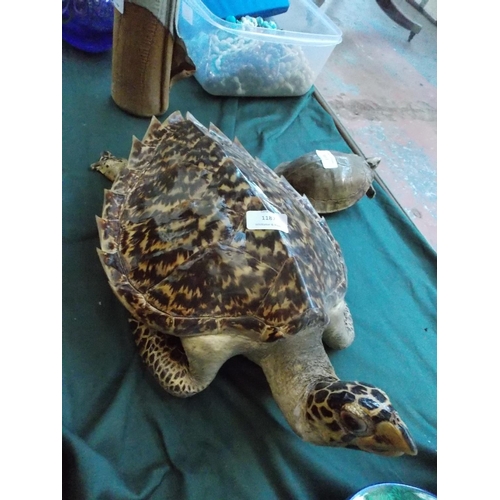 1187 - A LARGE HAWKSBILL TURTLE TAXIDERMY MEASURING APPROX 45CMS IN LENGTH, 30CMS IN WIDTH