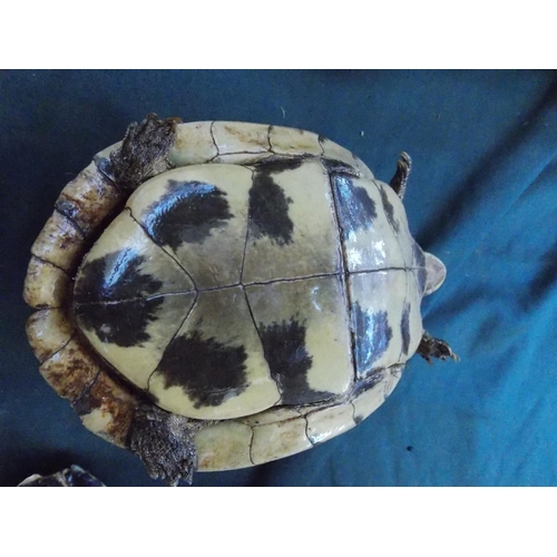 1188 - A SMALL TAXIDERMY TURTLE MEASURING 18CMS IN LENGTH