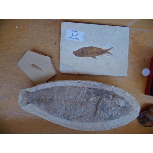 1197 - THREE VARIOUS SIZED FISH FOSSILS - LARGEST MEASURING 24CMS IN LENGTH