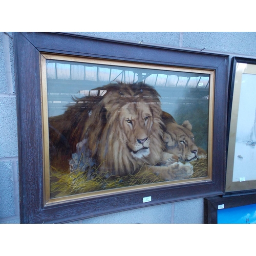 1215 - A GOOD QUALITY OAK FRAMED OIL PAINTING OF A LION AND LIONESS