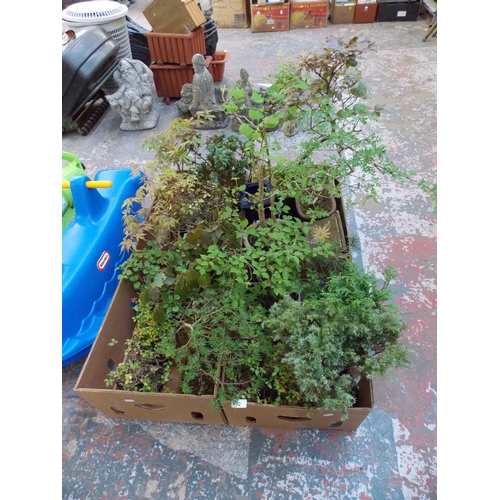 131 - FOUR BOXES OF VARIOUS BONSAI TREES AND PLANT POTS