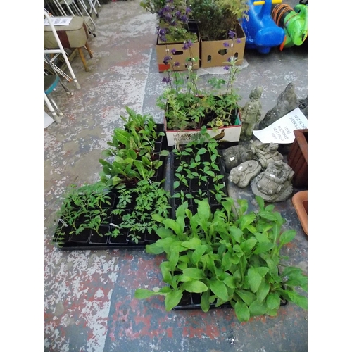 131a - VARIOUS TOMATO PLANTS, FENNEL, RAINBOW CHARD ETC