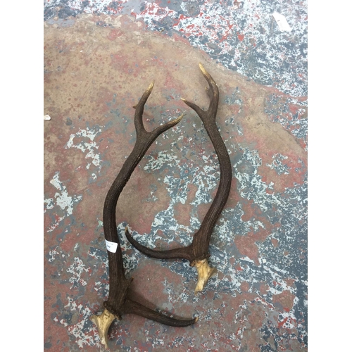 549 - A PAIR OF FIVE POINT TAXIDERMY DEER ANTLERS