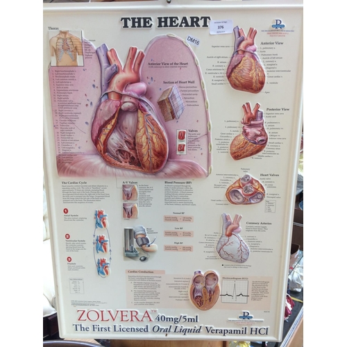 376 - A LARGE MEDICAL DIAGRAM OF THE HEART