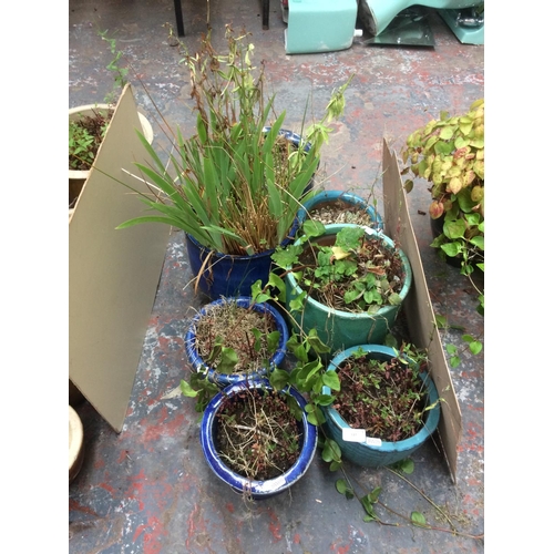 147 - SEVEN VARIOUS SIZED GLAZED PLANTERS WITH SOME CONTAINING SHRUBS