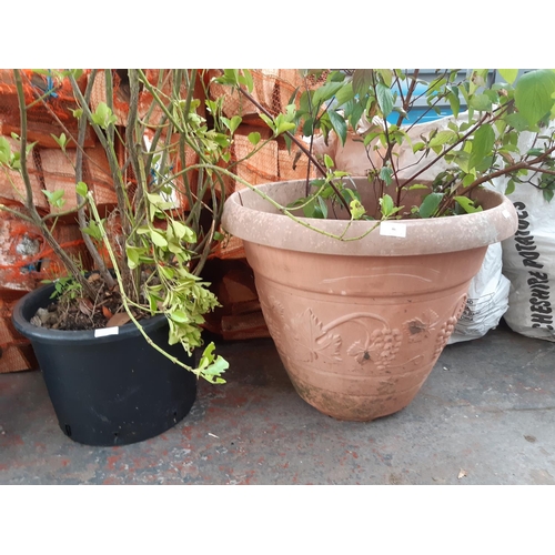46 - TWO LARGE GARDEN PLANTERS WITH SHRUBS
